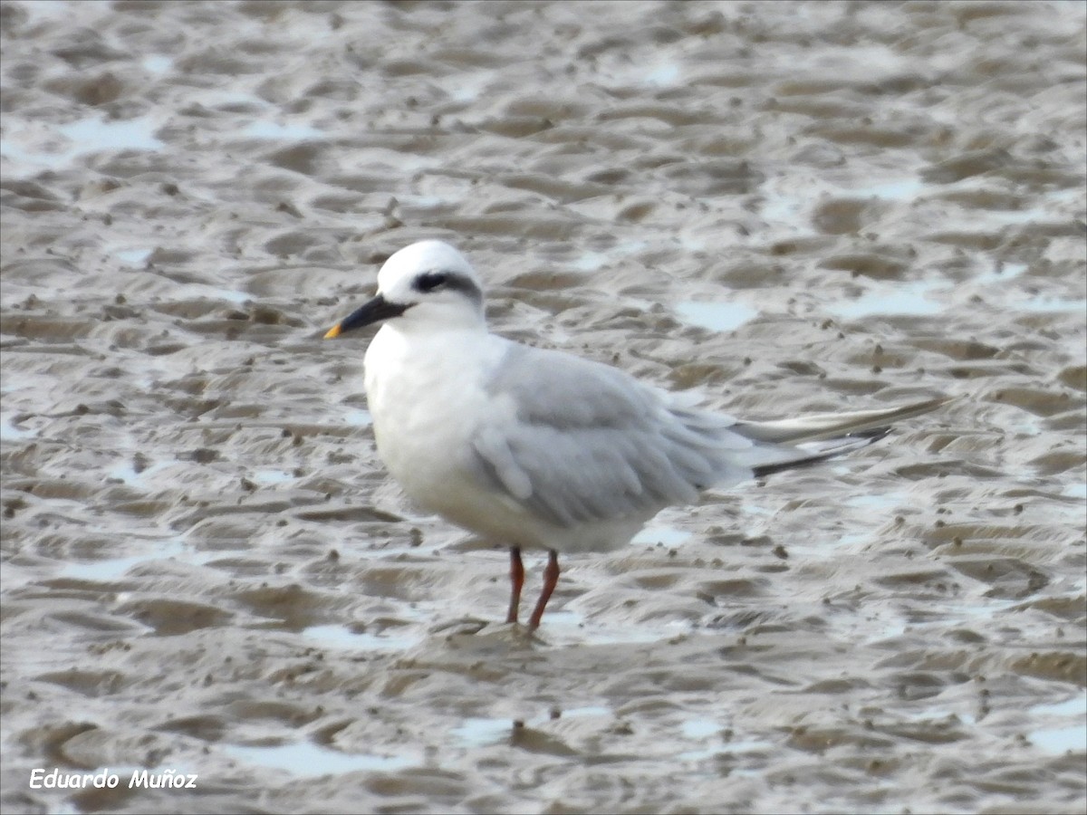 Snowy-crowned Tern - ML546554161