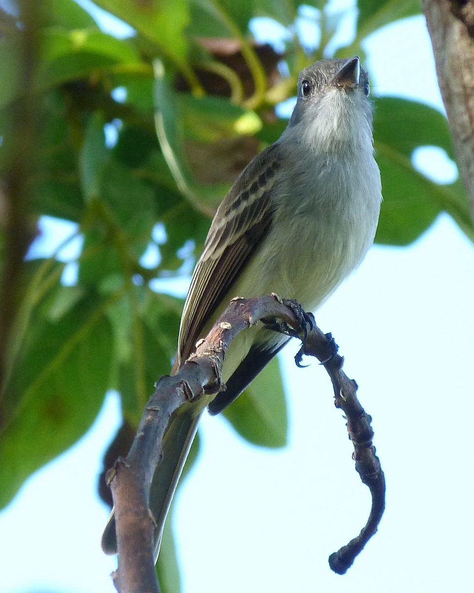 La Sagra's Flycatcher - ML546554271