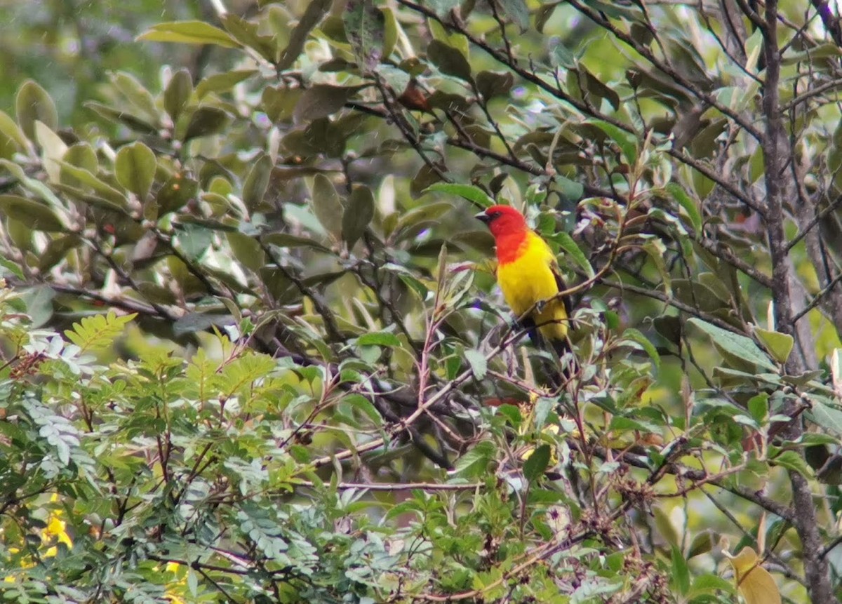 アカズキンフウキンチョウ - ML546554441