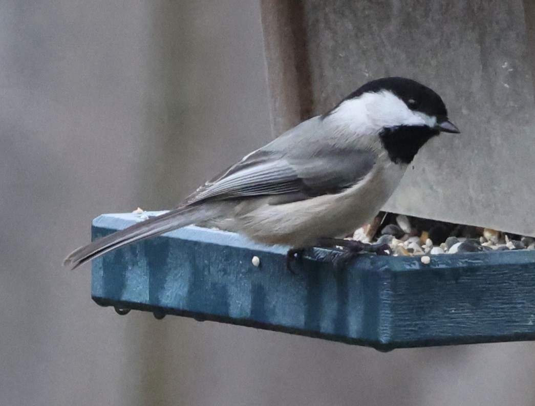 Black-capped Chickadee - E J