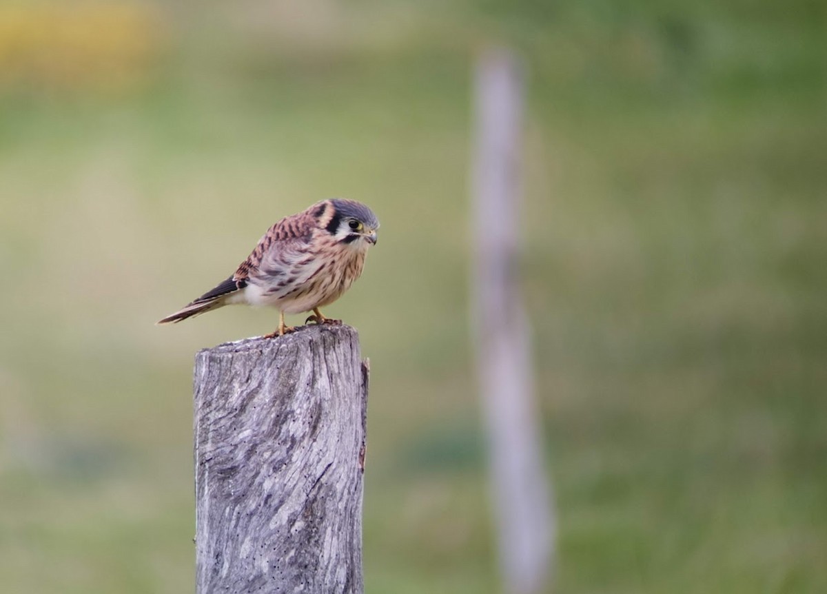 American Kestrel - ML546555131