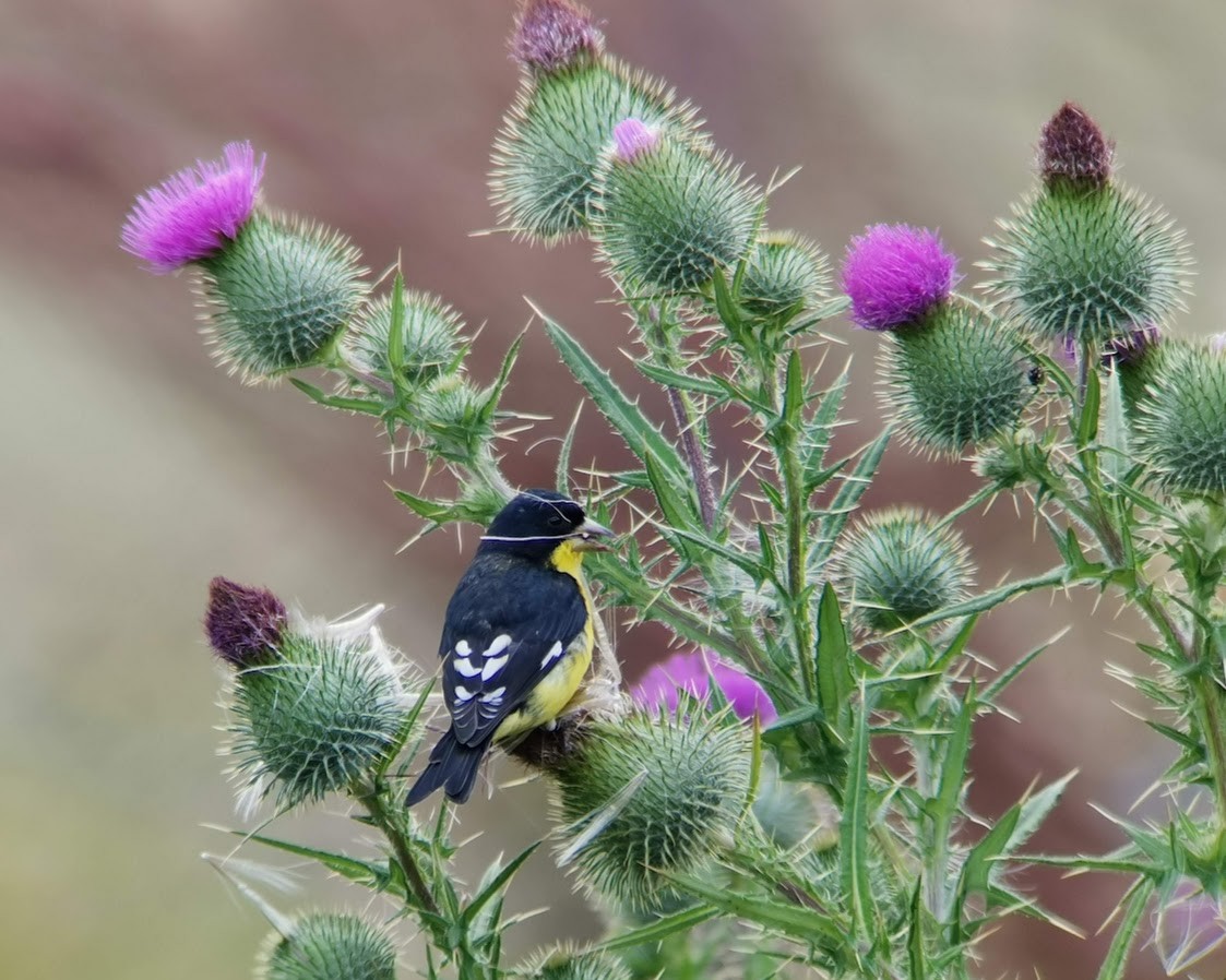 Lesser Goldfinch - Johnnier Arango | theandeanbirder.com