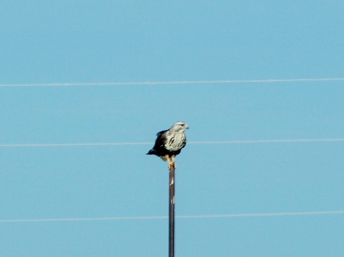 Rough-legged Hawk - ML546555821