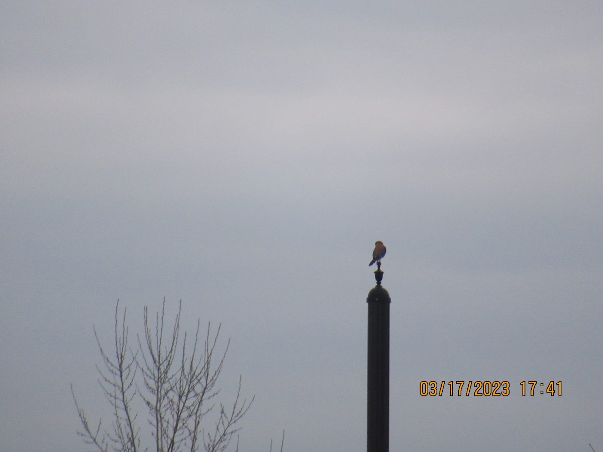 American Kestrel - ML546556201