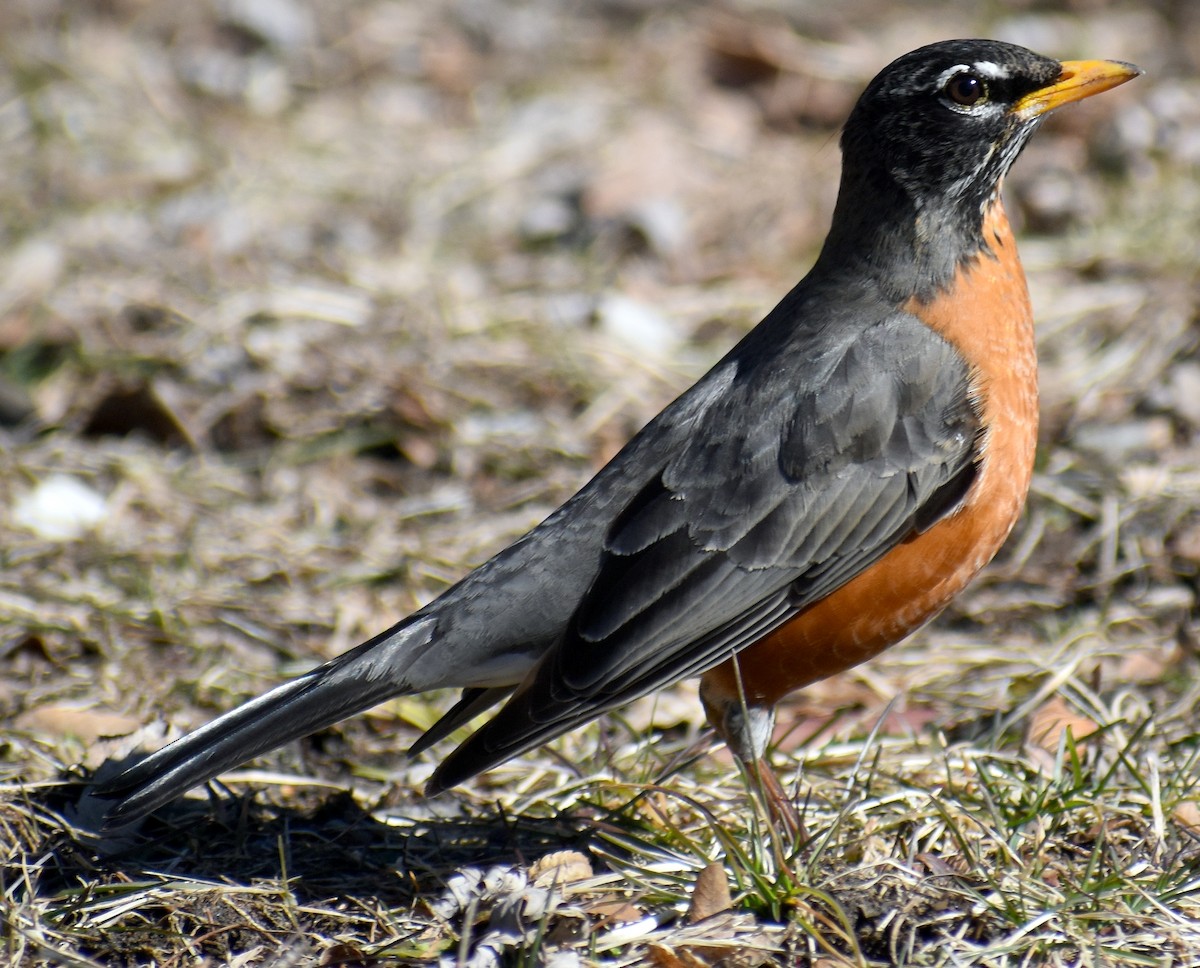 American Robin - ML546556421
