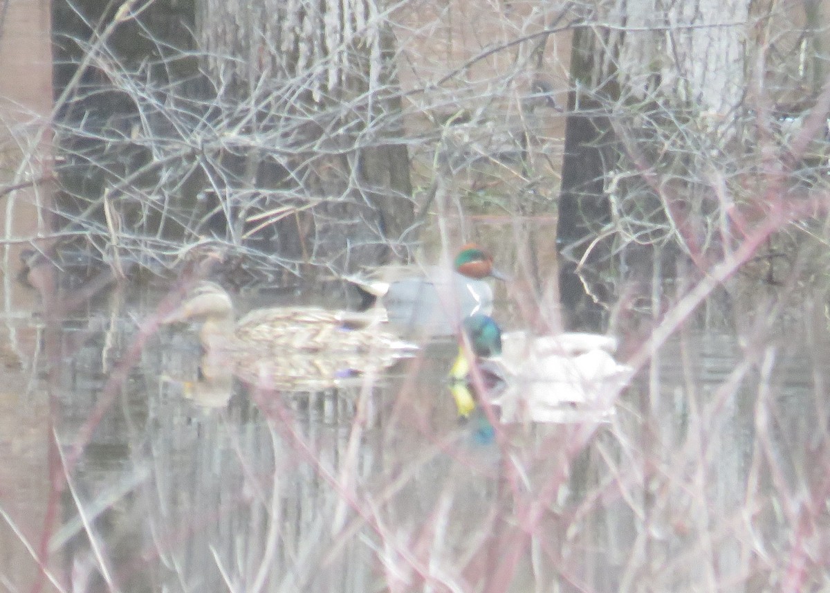 Green-winged Teal - Mary Ess-Why