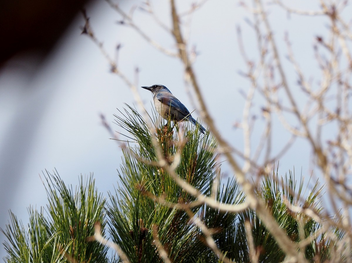 Woodhouse's Scrub-Jay - ML546559491