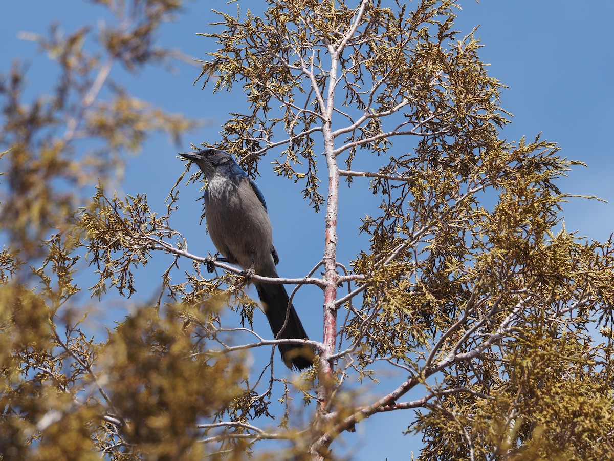 Woodhouse's Scrub-Jay - ML546559611