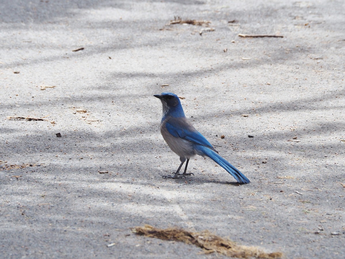 Woodhouse's Scrub-Jay - ML546559631