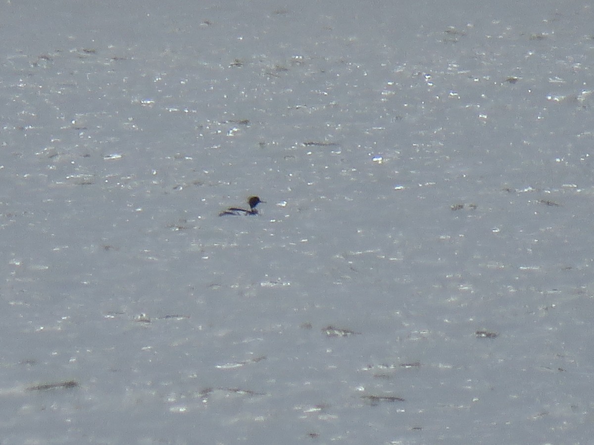 Red-breasted Merganser - ML546559641