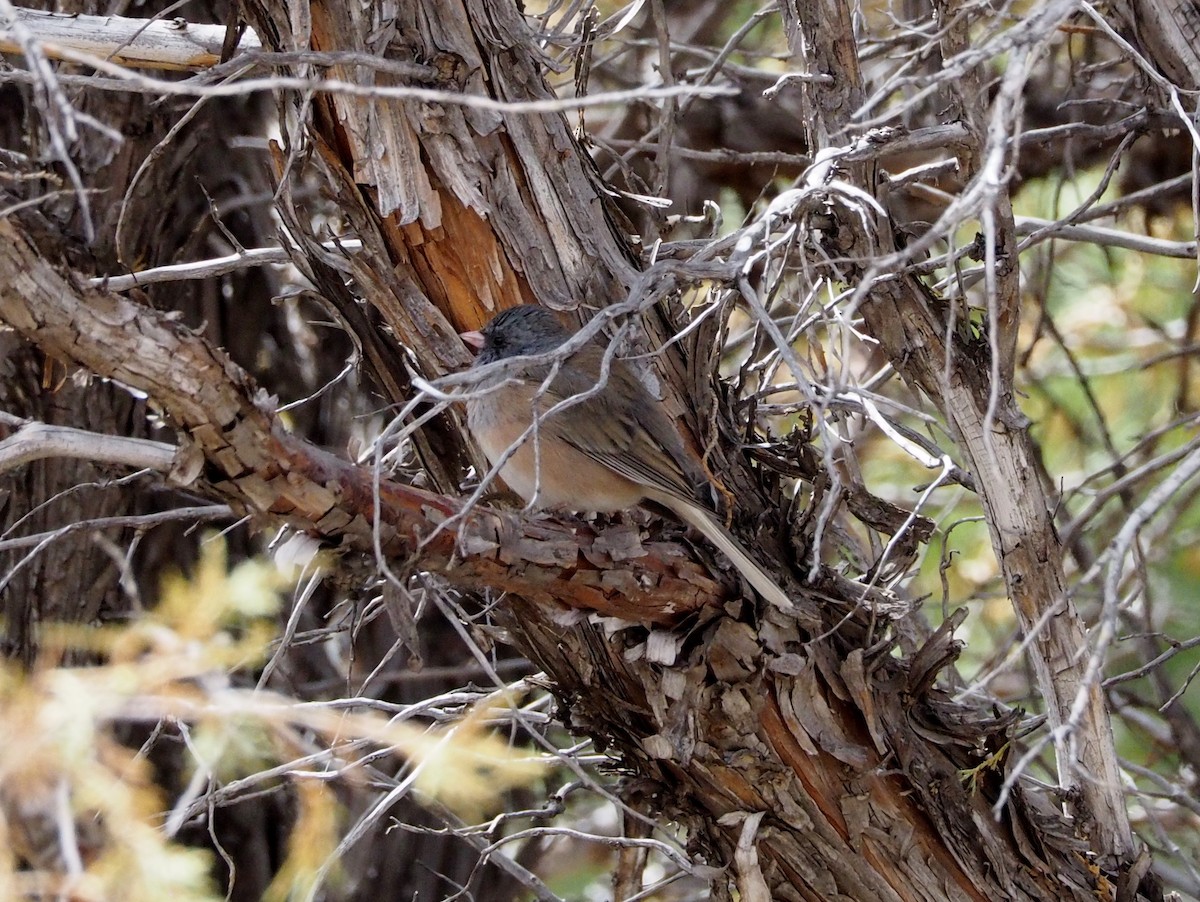 Dark-eyed Junco - ML546559661