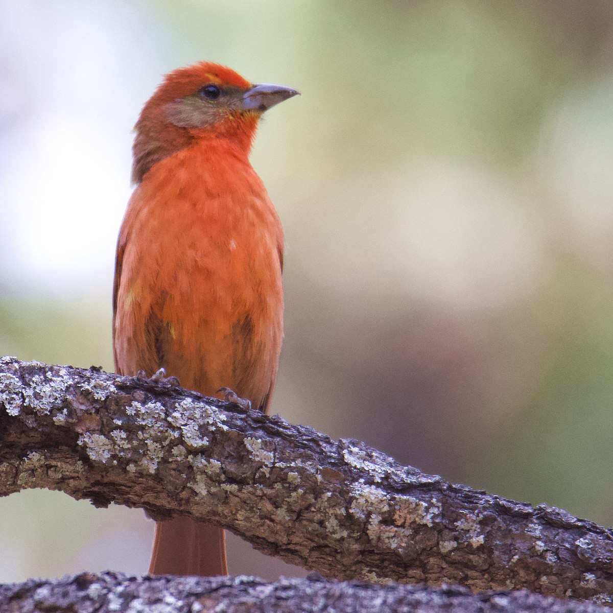 Hepatic Tanager - ML546561641
