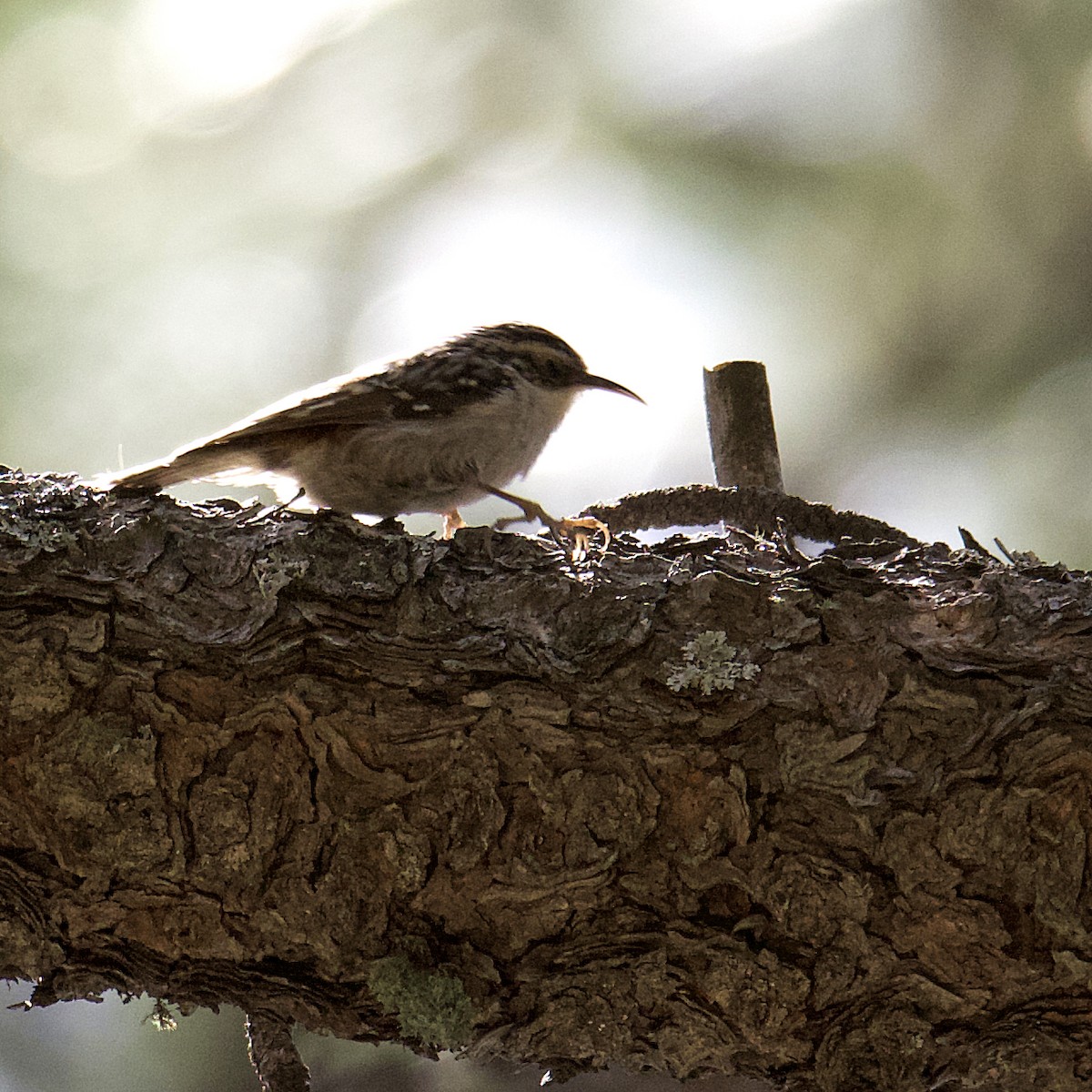 Brown Creeper (albescens/alticola) - ML546561731