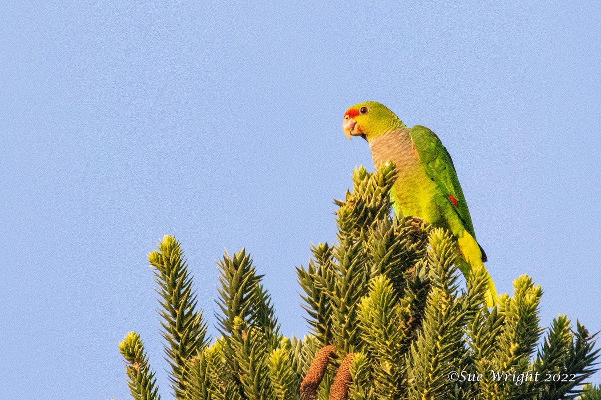 Vinaceous-breasted Parrot - Sue Wright