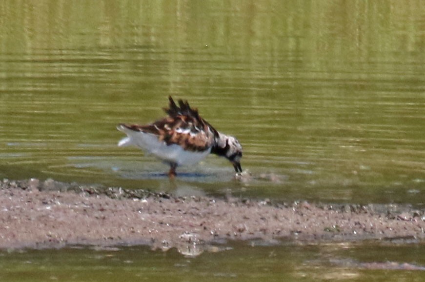 Ruddy Turnstone - Joan and/or George Sims