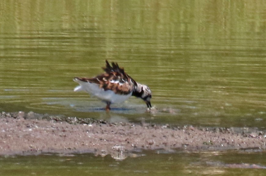 Ruddy Turnstone - ML546562321