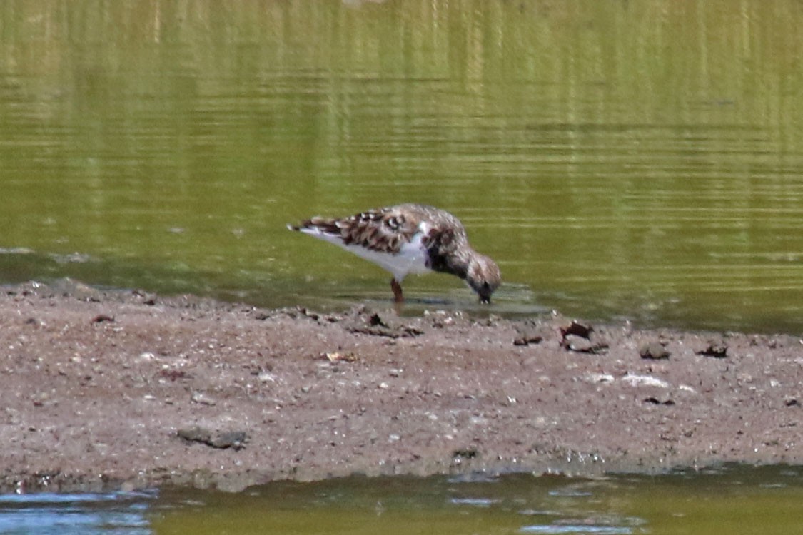 Ruddy Turnstone - ML546562441