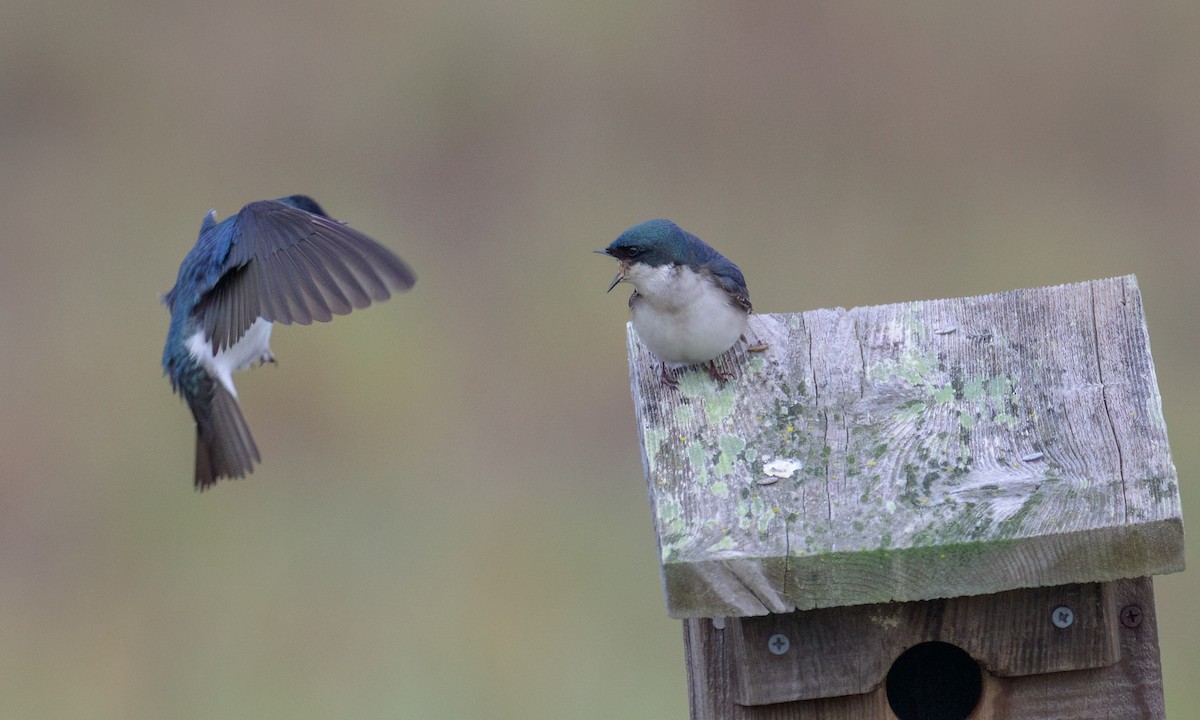 Tree Swallow - ML546562451