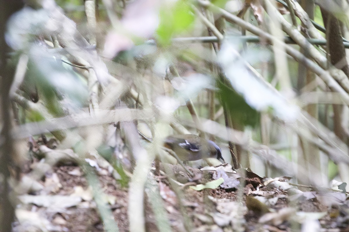 Gray-headed Robin - ML546563661