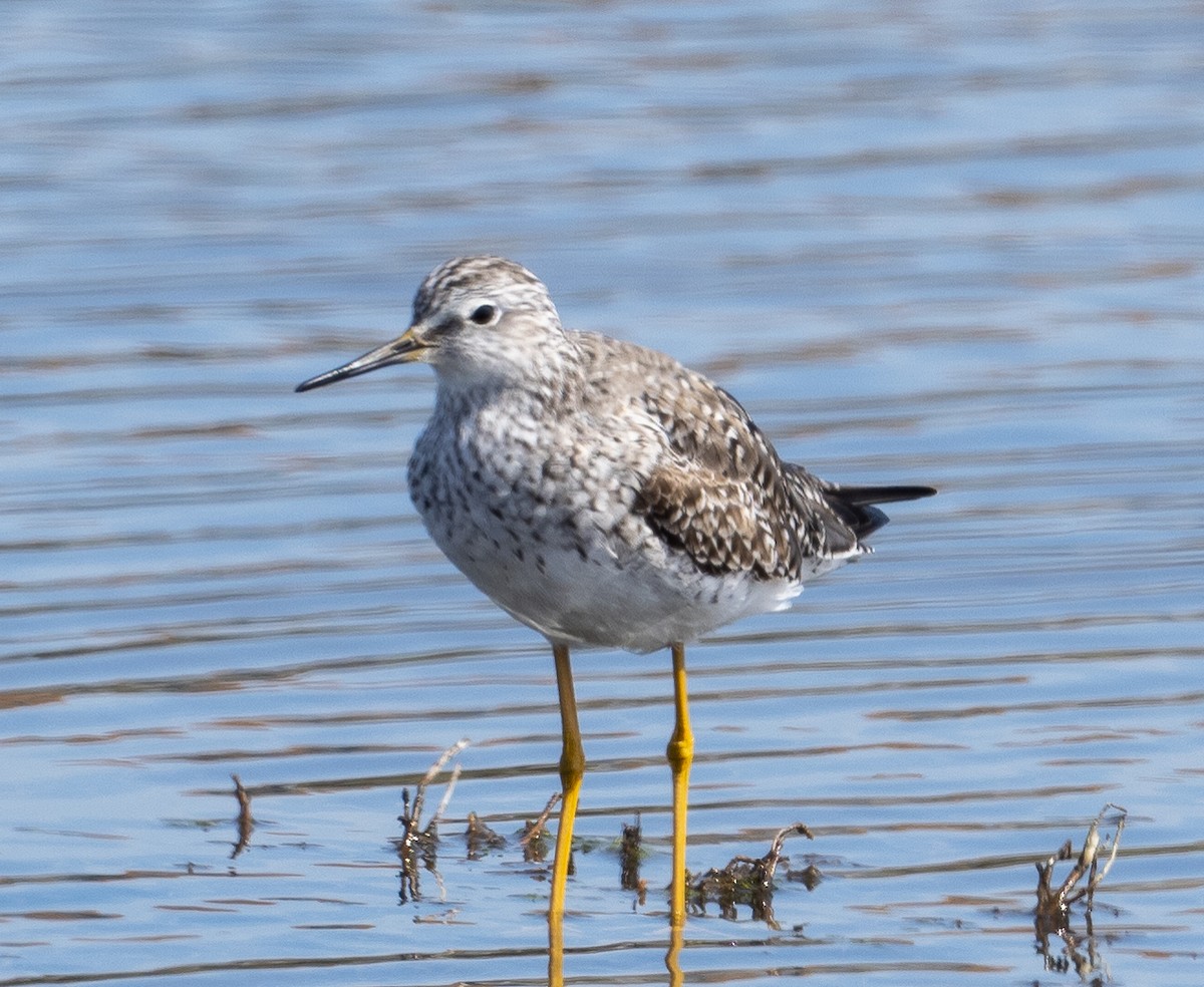 Lesser Yellowlegs - Sam Zuckerman