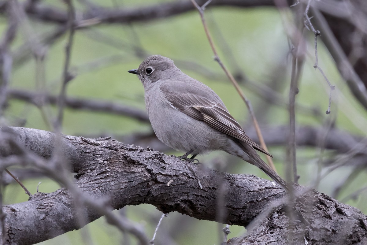 Townsend's Solitaire - Peggy Steffens