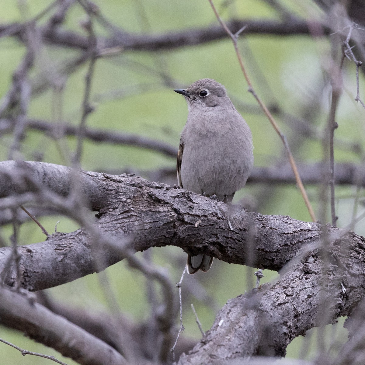 Townsend's Solitaire - Peggy Steffens