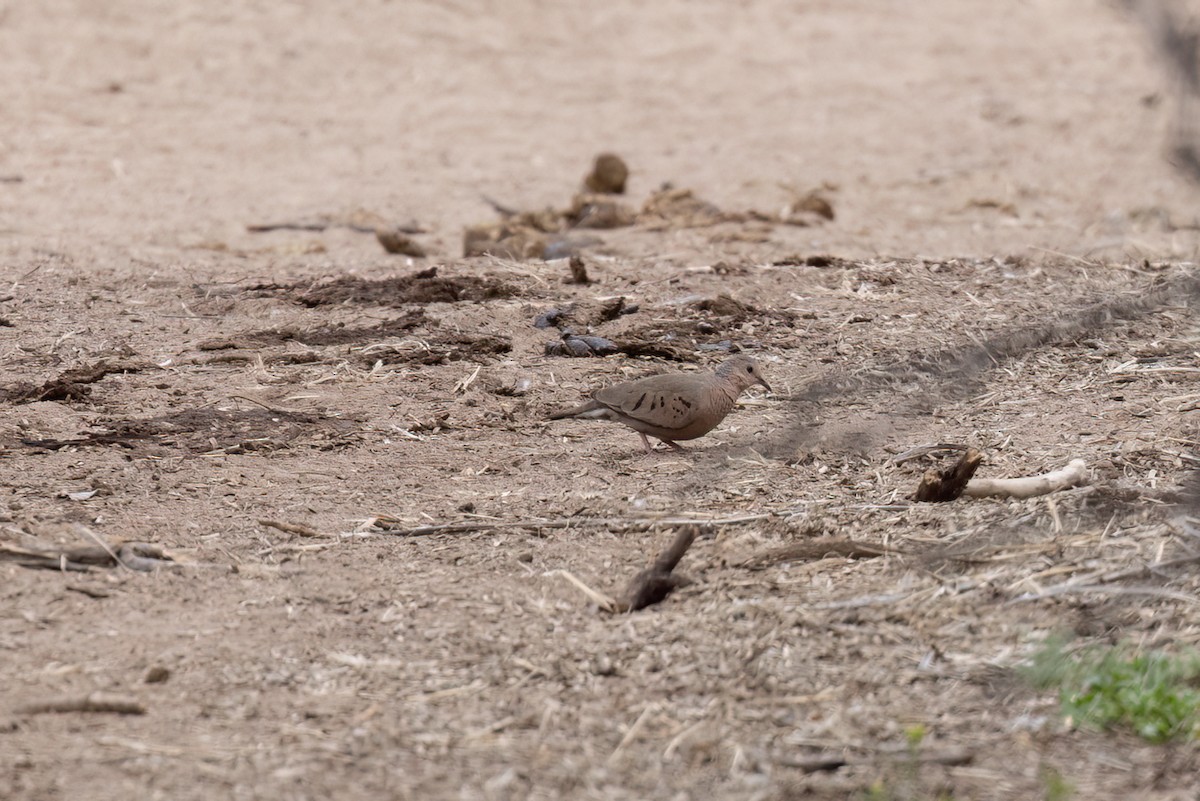 Common Ground Dove - ML546564351