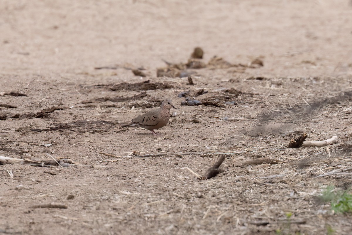 Common Ground Dove - ML546564361