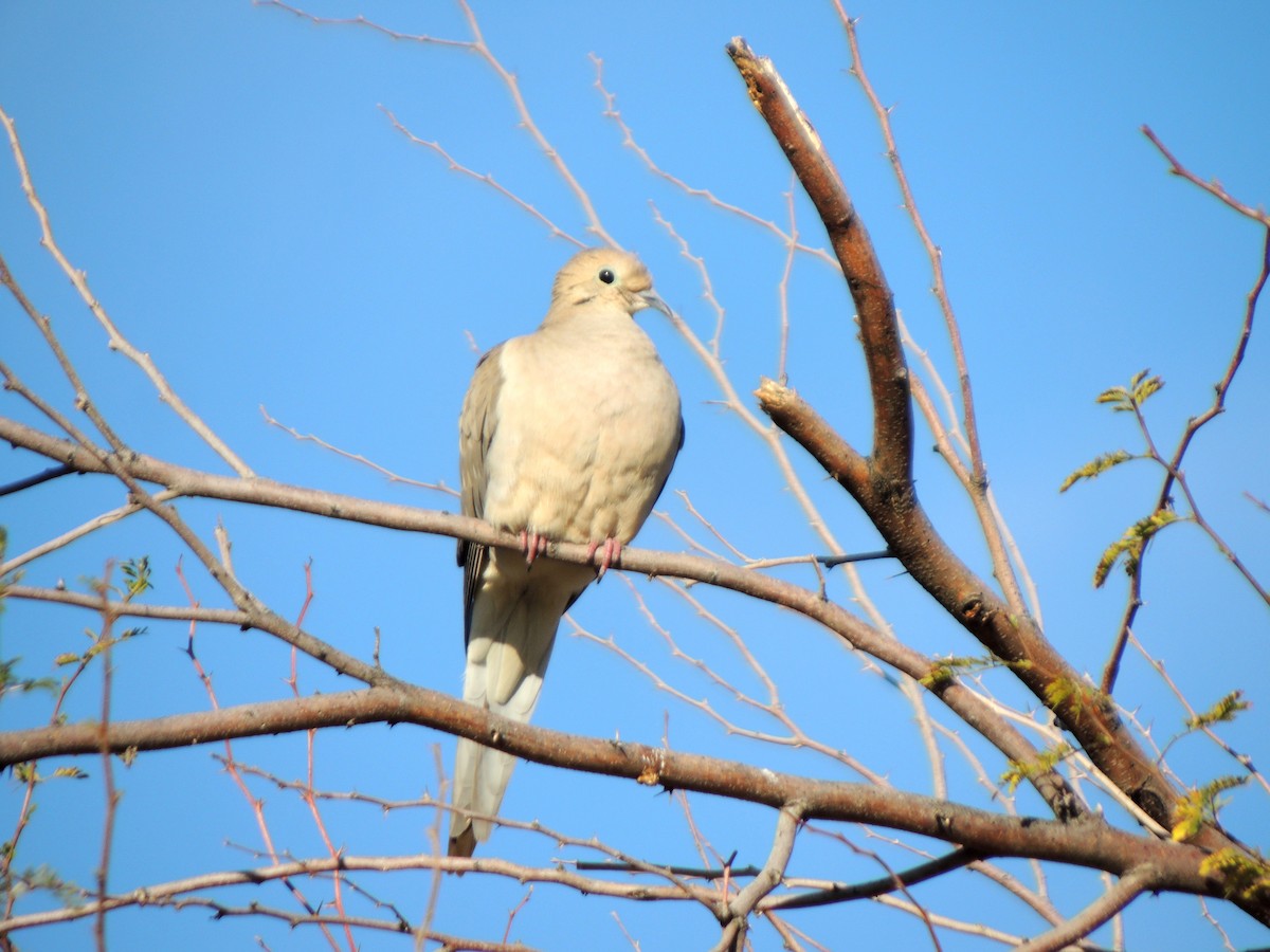 Mourning Dove - ML546566761