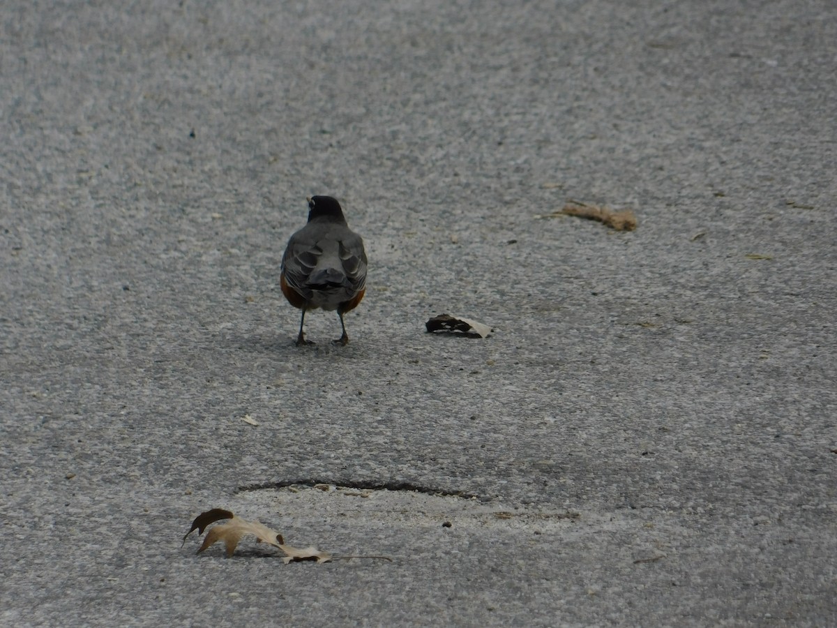 American Robin - ML546567481