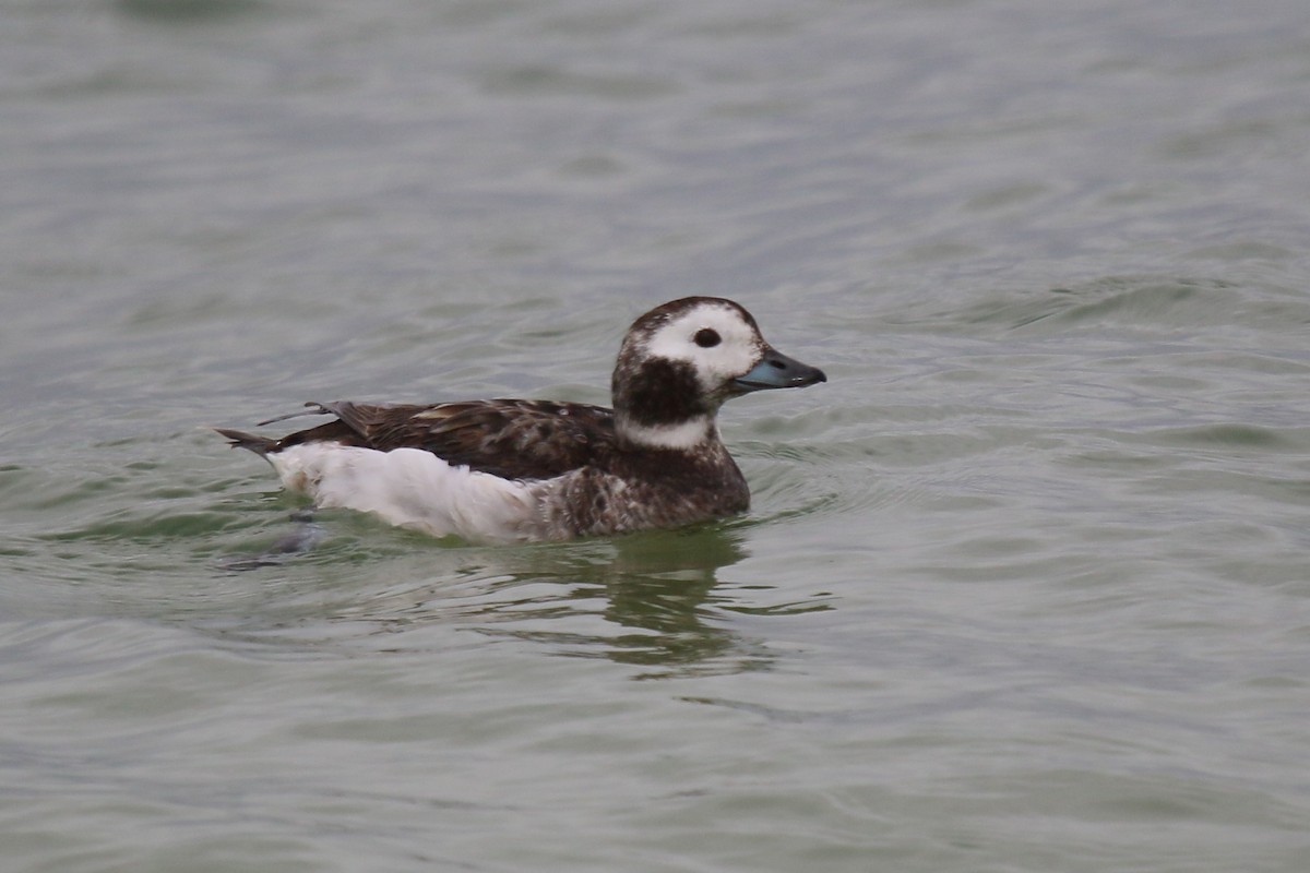 Long-tailed Duck - ML546569271