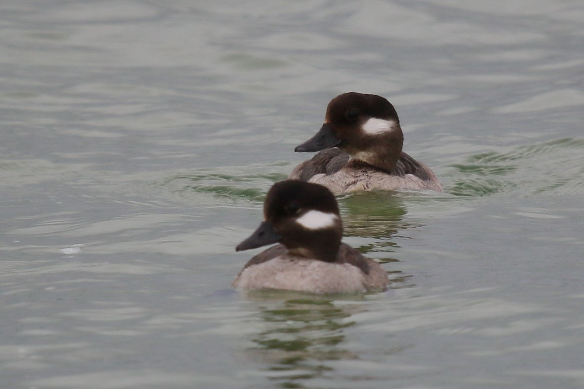 Bufflehead - ML546569341