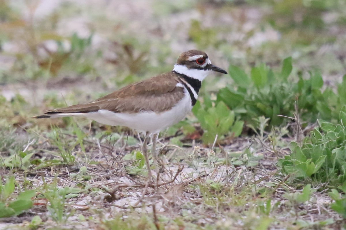 Killdeer - ML546569391