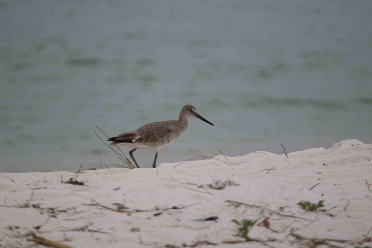 Willet - ML546569641