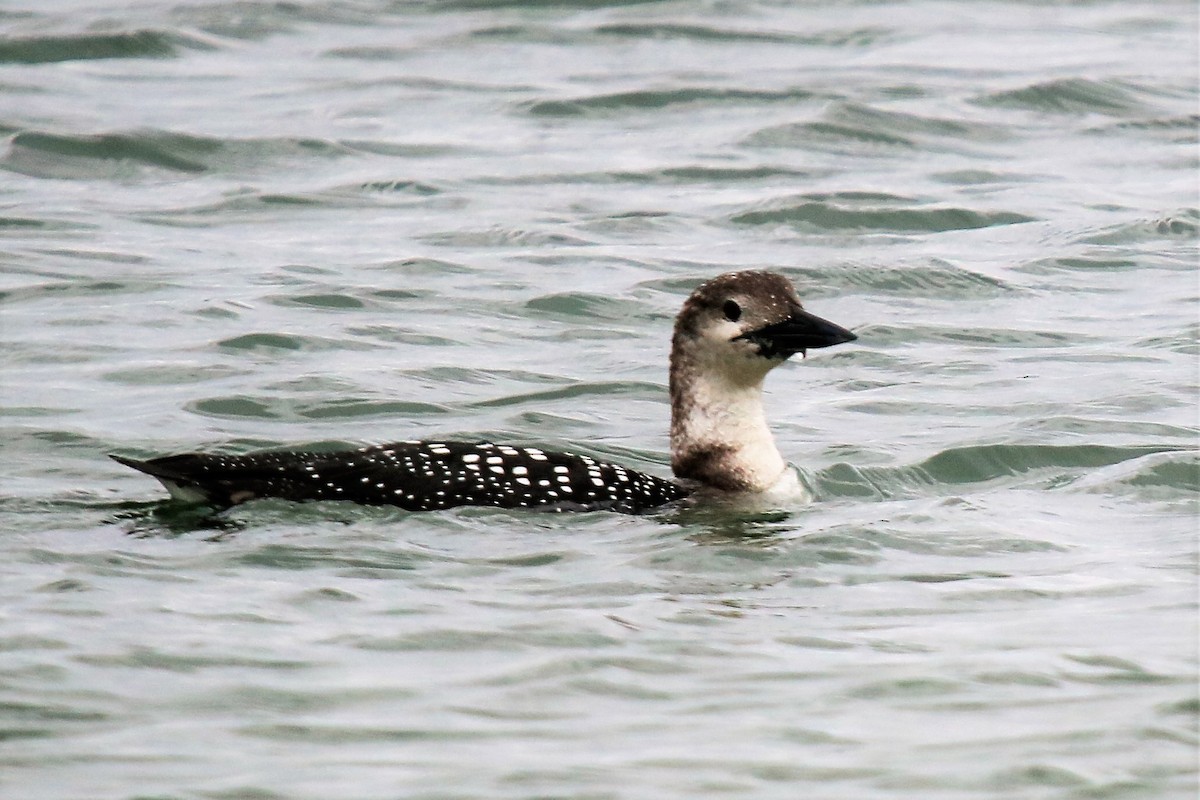 Common Loon - ML546569931