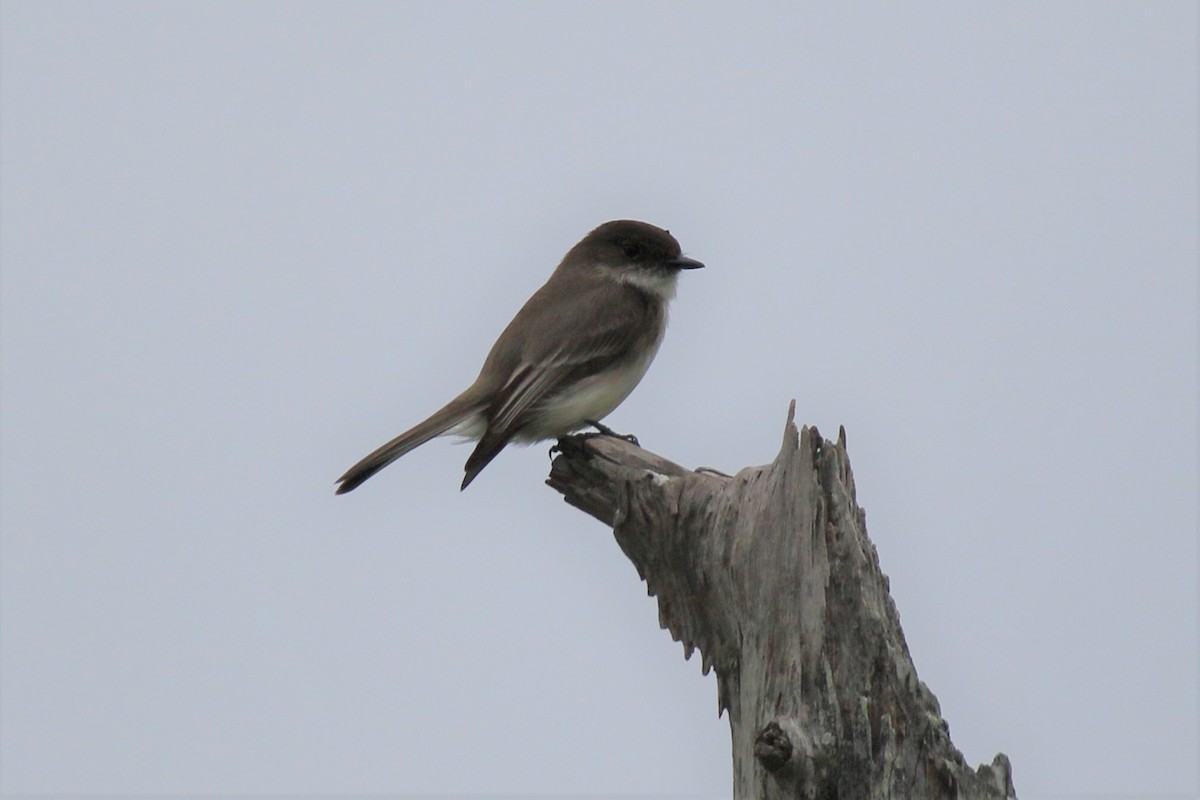 Eastern Phoebe - ML546570001