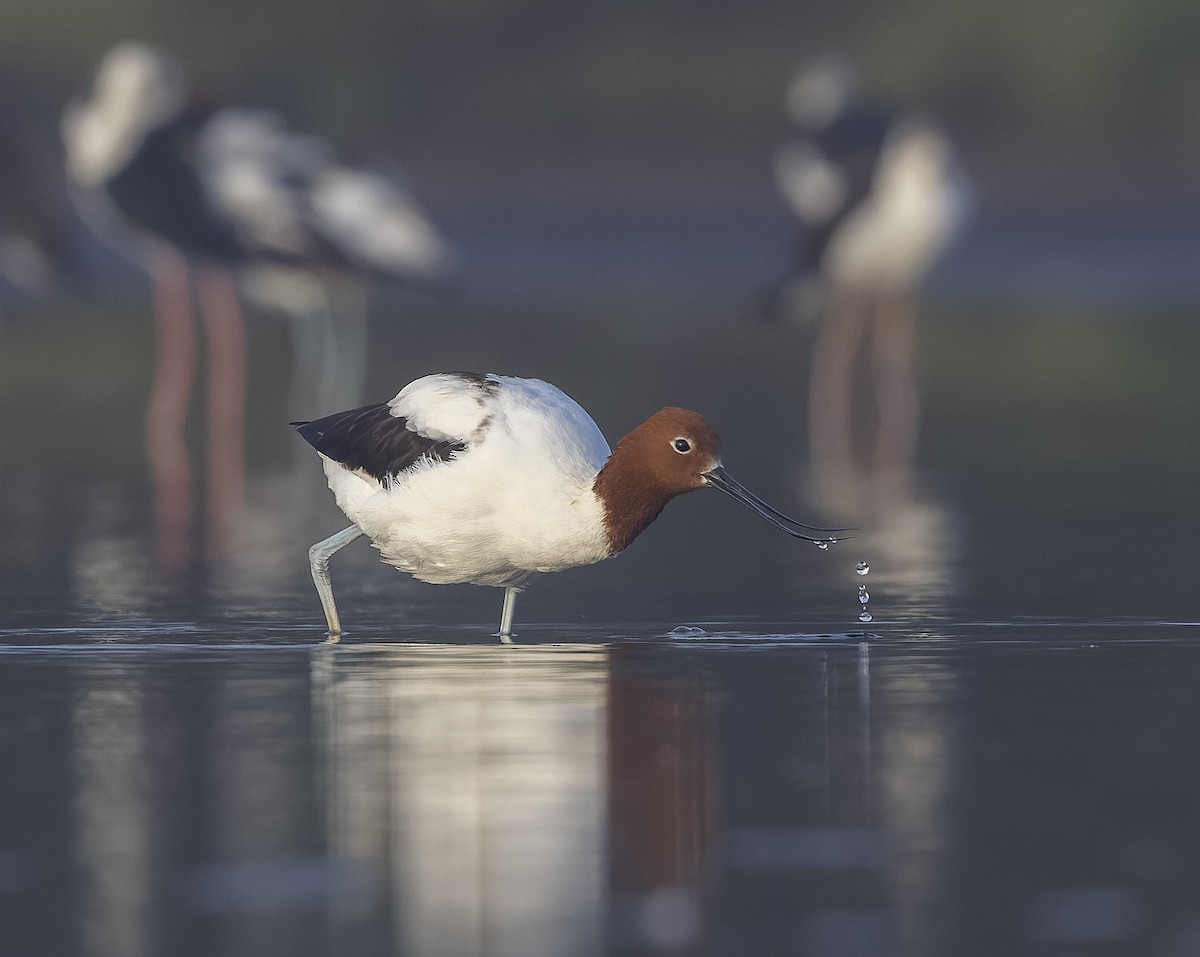 Red-necked Avocet - Richard Simmonds