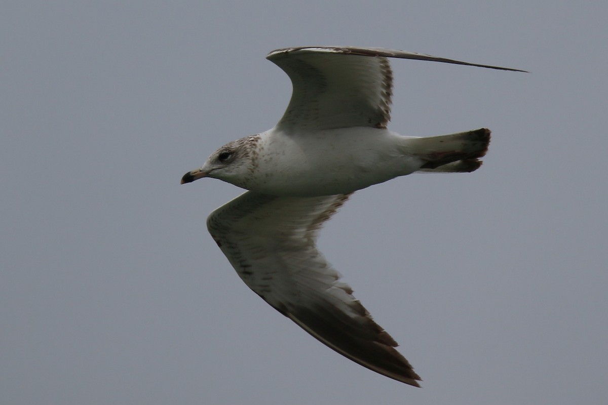 Ring-billed Gull - ML546570251