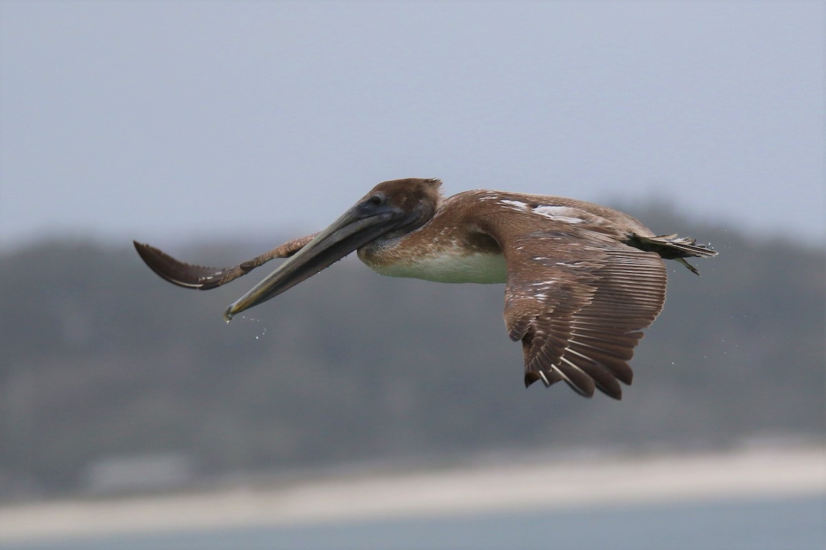 Brown Pelican - ML546570351