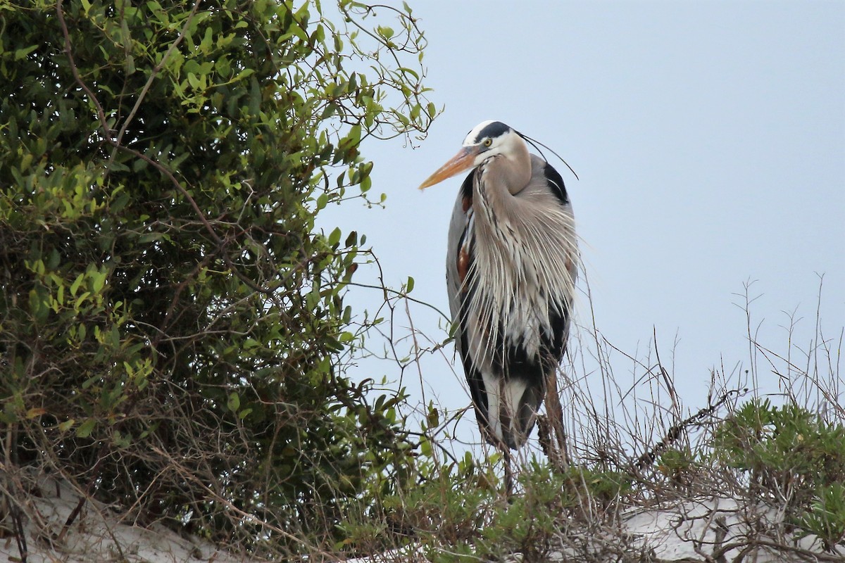 Great Blue Heron - ML546570441