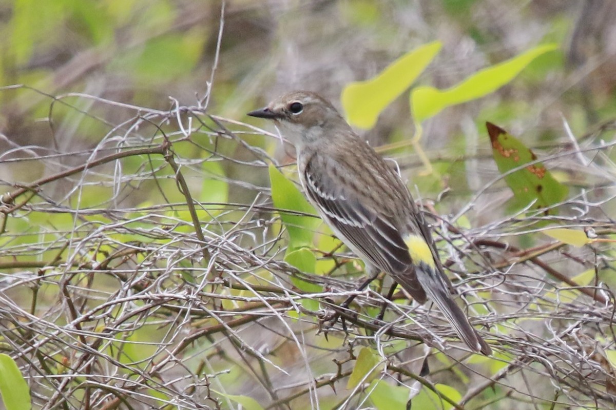 Yellow-rumped Warbler - ML546570471