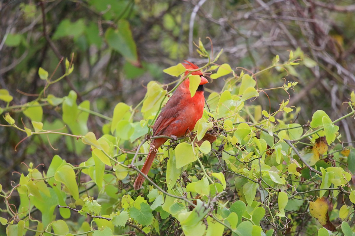 ショウジョウコウカンチョウ - ML546570641