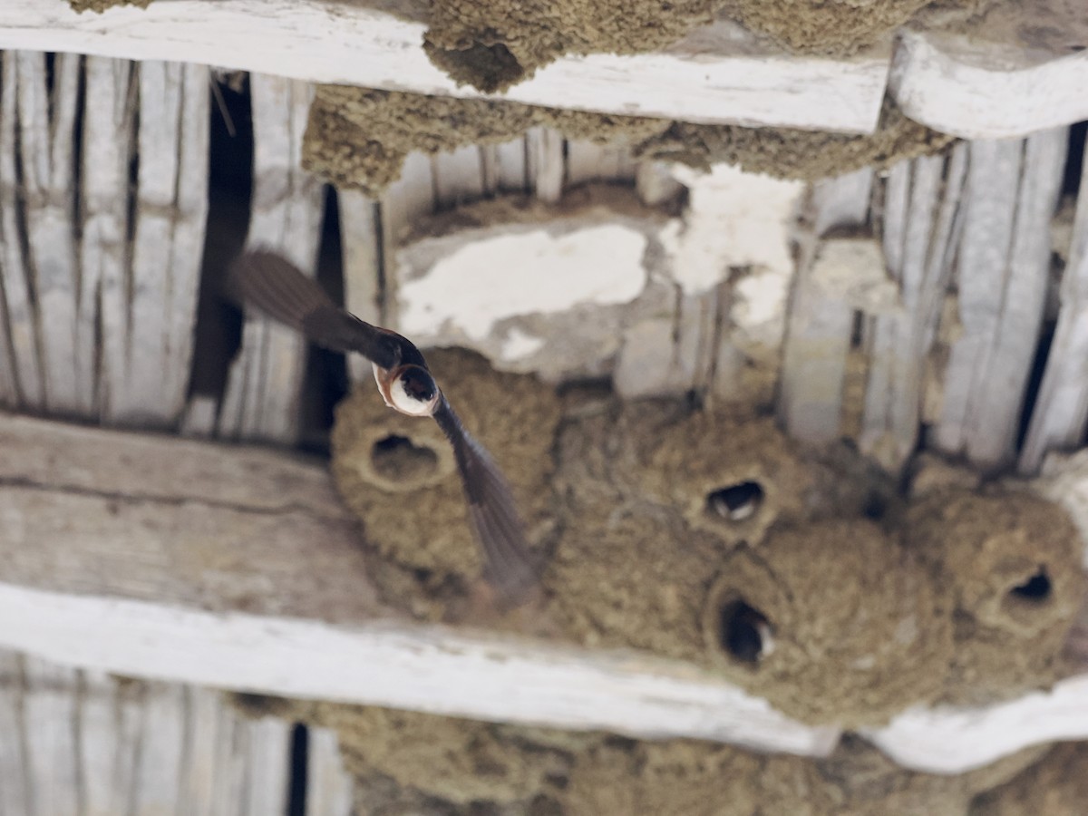 Chestnut-collared Swallow - Gabriel Willow