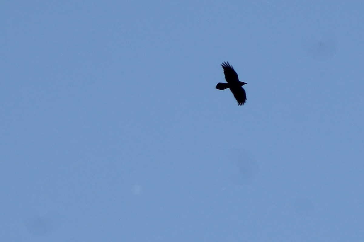 Common Raven - ML54657081