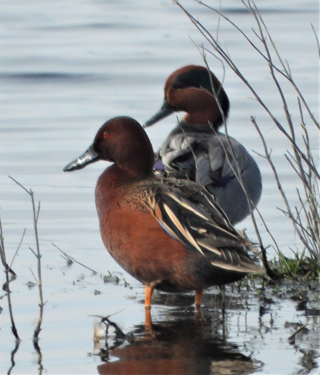 Cinnamon Teal - ML546570831