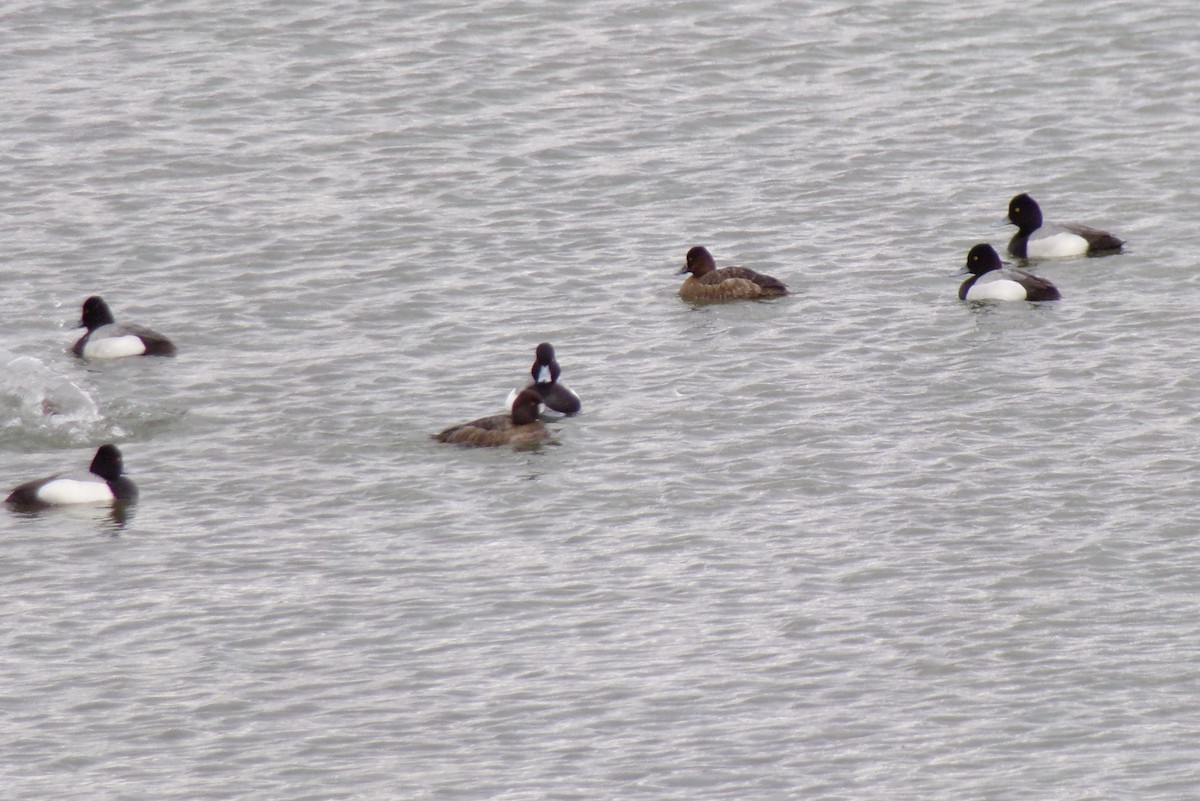 Lesser Scaup - ML546571281