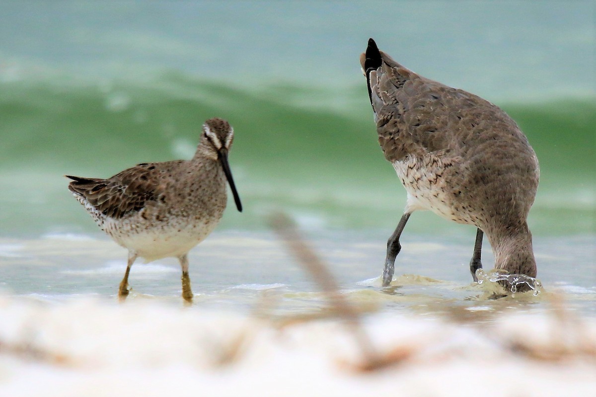 Short-billed Dowitcher - ML546571531