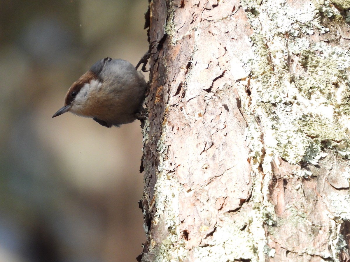 Brown-headed Nuthatch - ML546571921