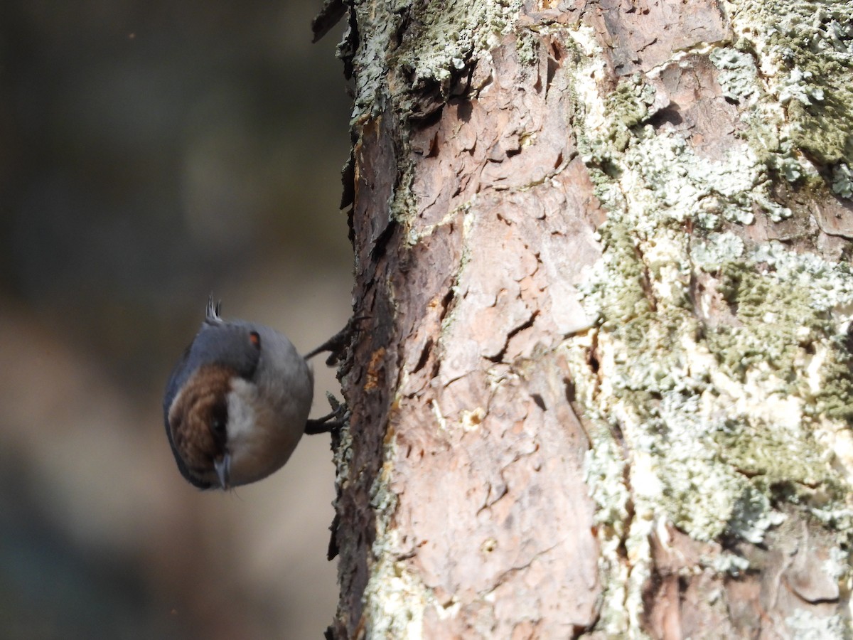 Brown-headed Nuthatch - ML546571931