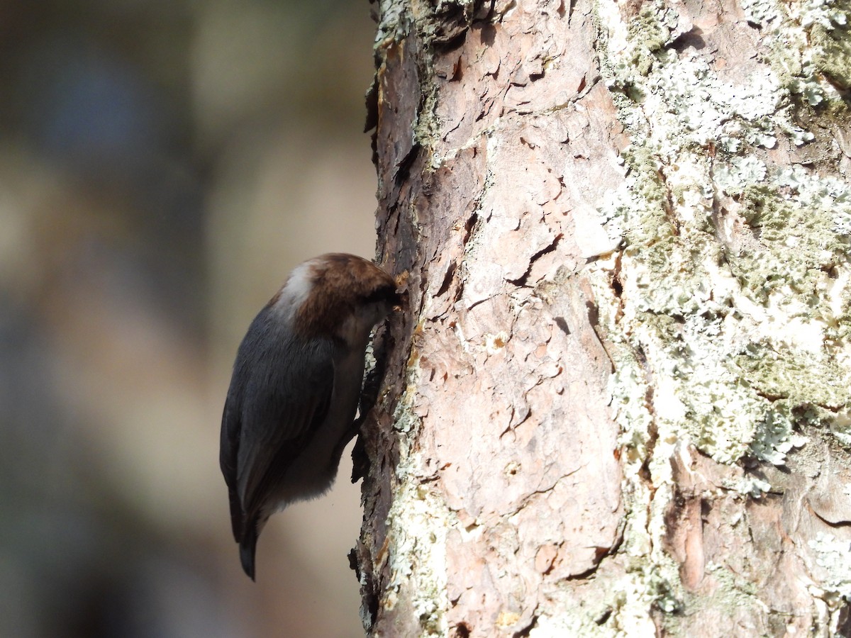 Brown-headed Nuthatch - ML546571941